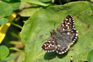 Ebegmeci Zpzp (Pyrgus malvae)