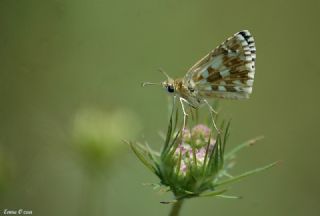 spanyol Zpzp (Pyrgus armoricanus)