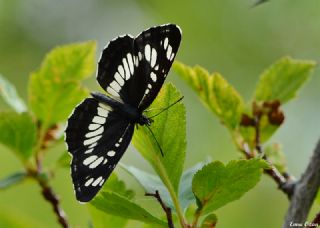 Szlen Karakz (Neptis rivularis)