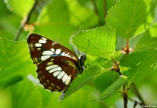 Szlen Karakz (Neptis rivularis)