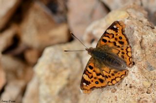 Anadolu ehzadesi (Thaleropis ionia)