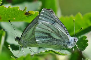 izgili Da Beyazmelei (Pieris bryoniae)