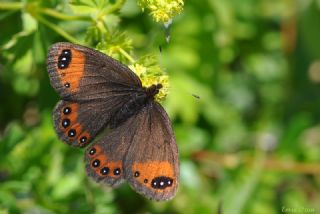 Laz Gzelesmeri (Erebia hewitsonii)