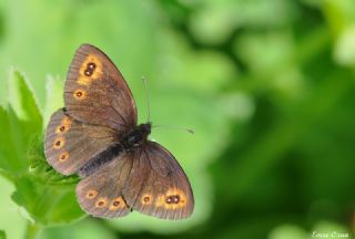 Orman Gzelesmeri (Erebia medusa )