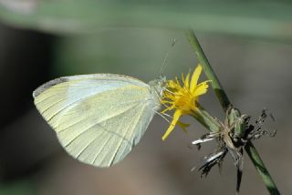 Byk Beyazmelek  (Pieris brassicae)