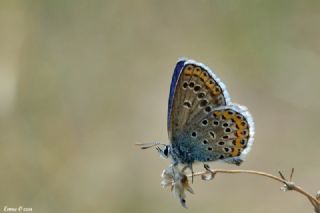 Avrupal Esmergz (Plebejus argyrognomon )