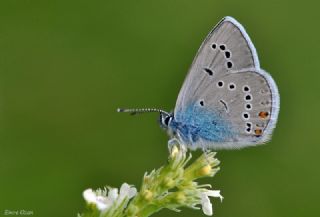 okgzl Gzel Mavi (Polyommatus bellis)