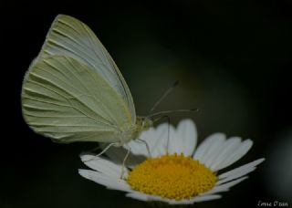 Kk Beyazmelek (Pieris rapae)