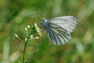 YURTDISI, Yeildamarl Beyaz  (Pieris napi)