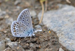 okgzl Eros (Polyommatus eros)