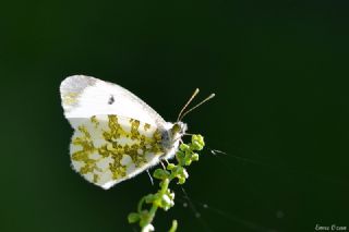 Turuncu Ssl (Anthocharis cardamines)
