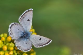 Pirene okgzls (Polyommatus pyrenaicus)