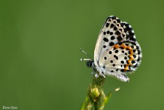 Kara Mavi (Scolitantides orion)