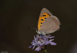 Benekli Bakr Gzeli (Lycaena phlaeas)