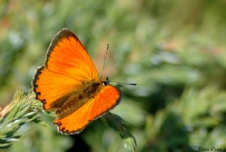 Orman Bakr Gzeli (Lycaena virgaureae)