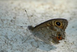 Esmerboncuk (Lasiommata maera)