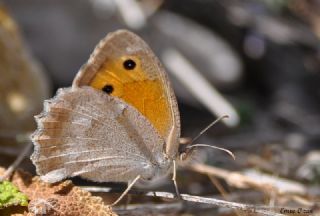 Esmerperi (Hyponephele lupina)