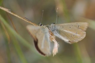 ? Agro Tr (Tanmsz) (Agrodiaetus sp.)