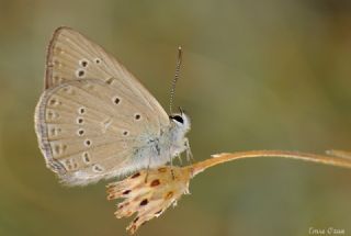 Anormal okgzl (Polyommatus admetus)