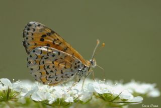 Gzel parhan (Melitaea trivia)
