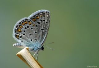 Anadolu Esmergz (Plebejus modicus)