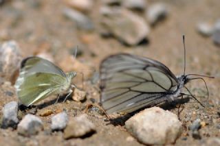 Da Beyazmelei (Pieris ergane)