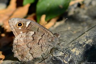 Anadolu Karamelei (Hipparchia fatua)