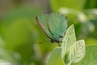 Byk Zmrt (Callophrys herculeana)