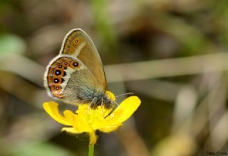 YURTDISI, Nadir Zpzpperisi (Coenonympha hero)