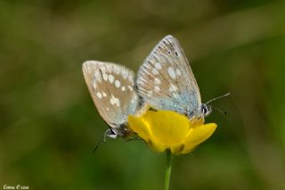 YURTDISI, Alp Mavisi (Albulina orbitulus)