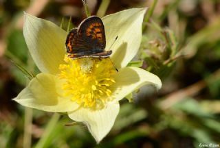 YURTDISI, Meneke bakr (Lycaena helle)