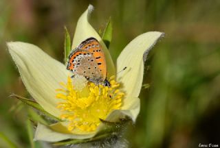 YURTDISI, Meneke bakr (Lycaena helle)