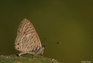 Mavi Zebra (Leptotes pirithous)