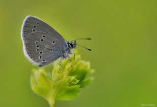 Minik Kupid (Cupido minimus)