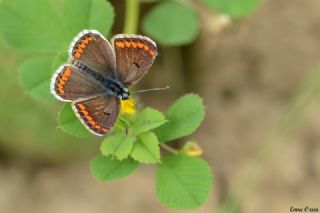 okgzl Esmer (Aricia agestis)