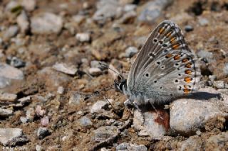 okgzl Orman Esmeri (Aricia artaxerxes)