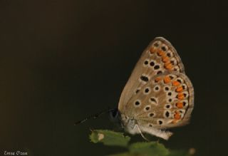 okgzl Mavi (Polyommatus icarus)