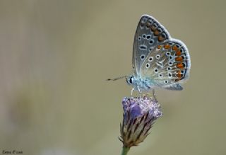 okgzl Mavi (Polyommatus icarus)