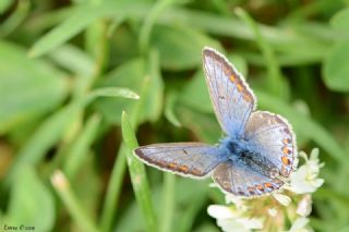 okgzl Mavi (Polyommatus icarus)