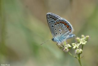 okgzl Mavi (Polyommatus icarus)