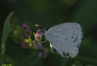 Kutsal Mavi (Celastrina argiolus)