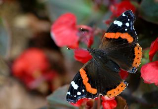 Atalanta (Vanessa atalanta)