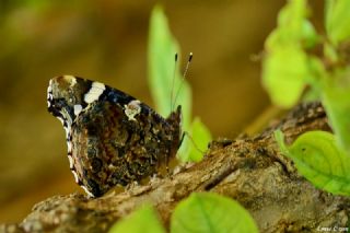 Atalanta (Vanessa atalanta)