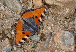 Aglais (Aglais urticae)