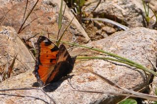 Aglais (Aglais urticae)