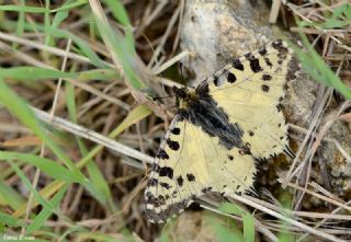 Orman Fistosu (Allancastria  cerisyi)