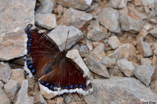 Sar Bandl Kadife (Inachis antiopa)