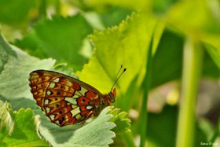 Beyaz nci (Clossiana euphrosyne)