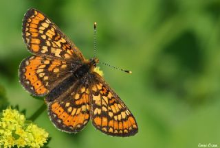 Nazuum (Euphydryas aurinia)