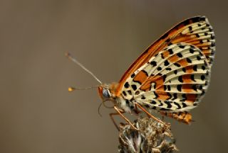 Benekli parhan (Melitaea didyma)